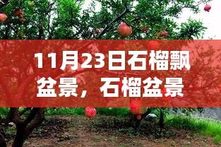 探寻石榴盆景之美，石榴飘盆景绽放时刻（11月23日）