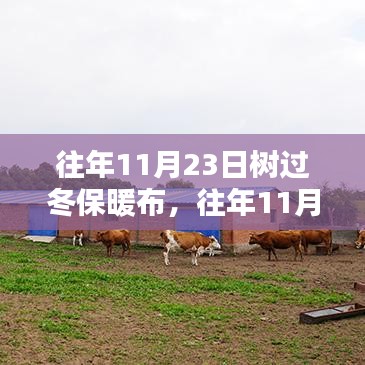 树过冬保暖布，守护绿色家园的温暖防线，往年11月23日的守护行动揭秘！