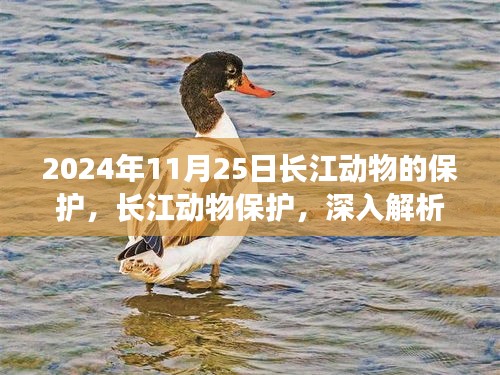 长江动物保护深度解析与未来展望，以2024年11月25日为契机