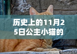 历史上的11月25日公主小猫的家，DIY公主小屋的温馨指南