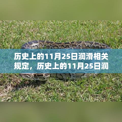 历史上的11月25日润滑相关规定及其深远影响概览