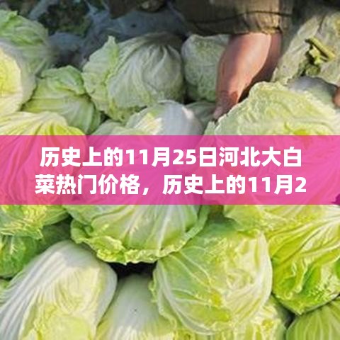 历史上的11月25日河北大白菜热门价格，历史上的11月25日河北大白菜热门价格深度解析，特性、竞争对比与用户体验