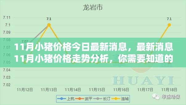 最新消息，11月小猪价格走势分析与全面解读