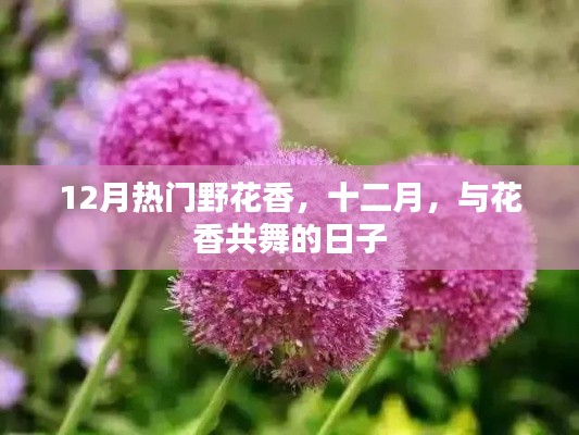 十二月热门野花香，与花香共舞的季节