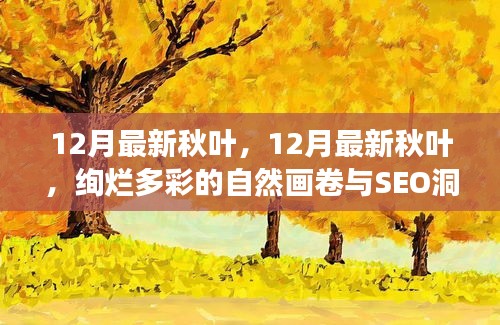 12月最新秋叶，绚烂多彩的自然画卷与SEO洞察揭秘