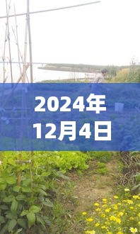 初学者也能轻松掌握，2024年菜地浇水全攻略，最新指南与技巧