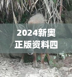 2024新奥正版资料四不像,社会责任方案执行_PalmOS3.987