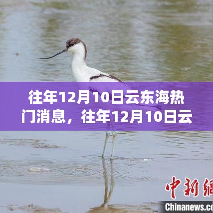 往年12月10日云东海热门消息回顾与概览