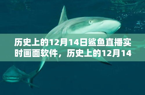 鲨鱼直播实时画面软件，历史上的12月14日全面评测与介绍