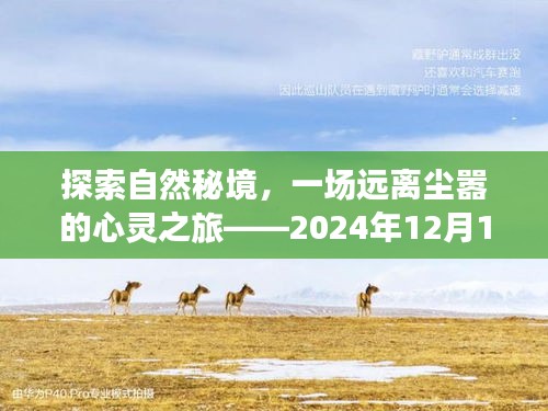 探索自然秘境的心灵之旅，邢实时动态报告（2024年12月18日）