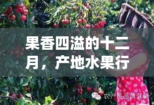 果香十二月的温情，产地水果行情与友情的交织故事