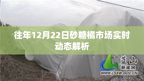 砂糖橘市场实时动态解析，历年12月22日市场趋势观察