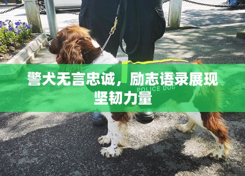 警犬无言忠诚，励志语录展现坚韧力量