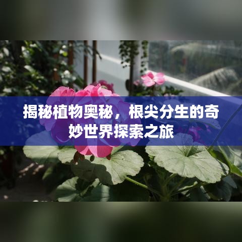 揭秘植物奥秘，根尖分生的奇妙世界探索之旅