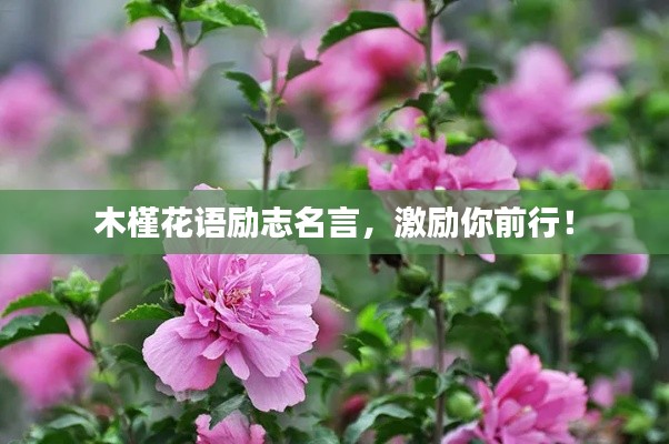 木槿花语励志名言，激励你前行！