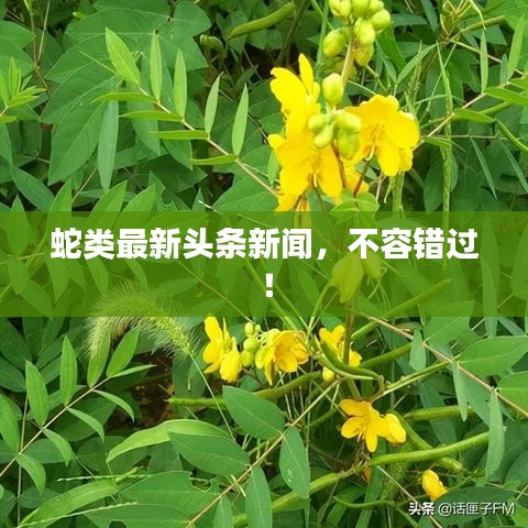 蛇类最新头条新闻，不容错过！