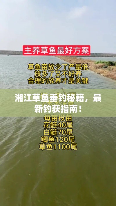 湘江草鱼垂钓秘籍，最新钓获指南！