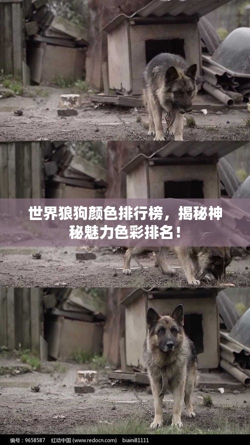 世界狼狗颜色排行榜，揭秘神秘魅力色彩排名！