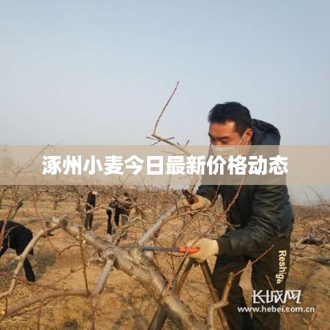 涿州小麦今日最新价格动态