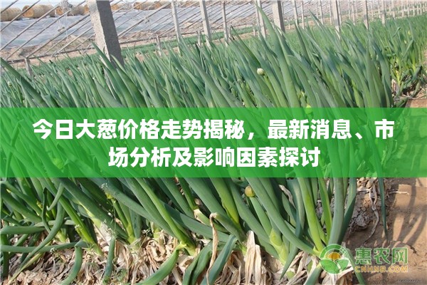 今日大葱价格走势揭秘，最新消息、市场分析及影响因素探讨