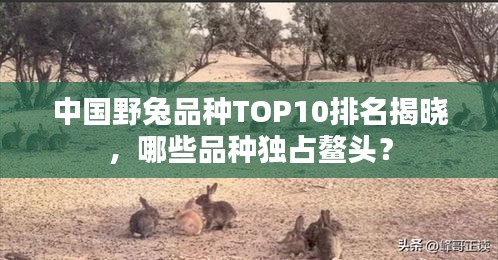 中国野兔品种TOP10排名揭晓，哪些品种独占鳌头？
