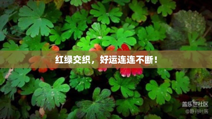红绿交织，好运连连不断！