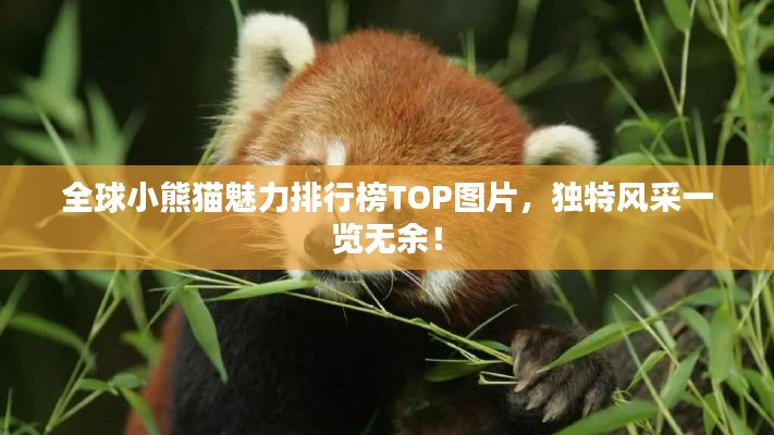 全球小熊猫魅力排行榜TOP图片，独特风采一览无余！