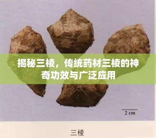 揭秘三棱，传统药材三棱的神奇功效与广泛应用