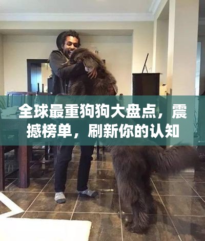 全球最重狗狗大盘点，震撼榜单，刷新你的认知极限！