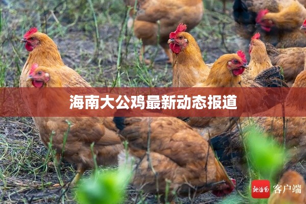 海南大公鸡最新动态报道