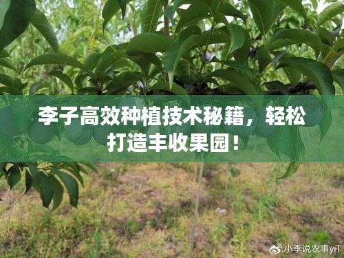 李子高效种植技术秘籍，轻松打造丰收果园！